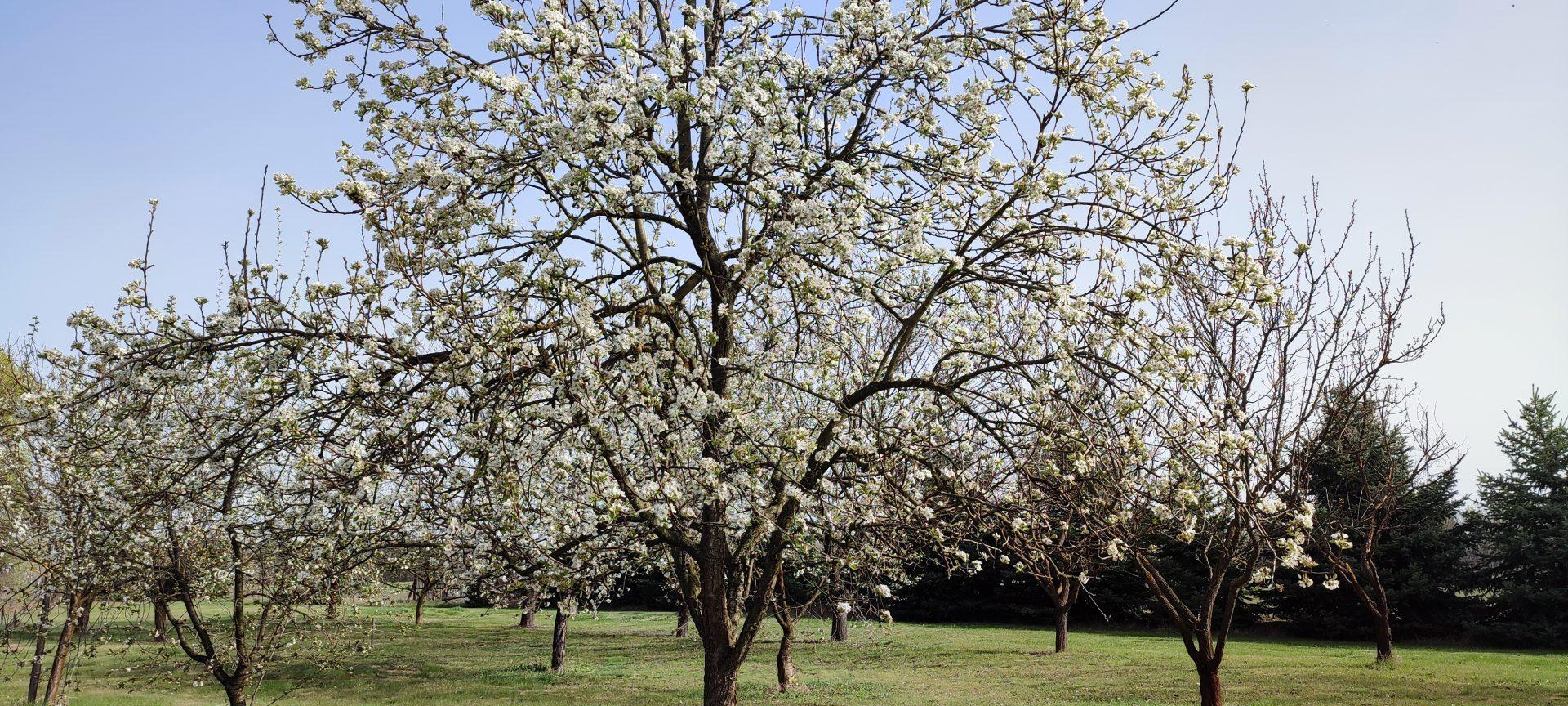 The orchard in full spring bloom with white blossoms