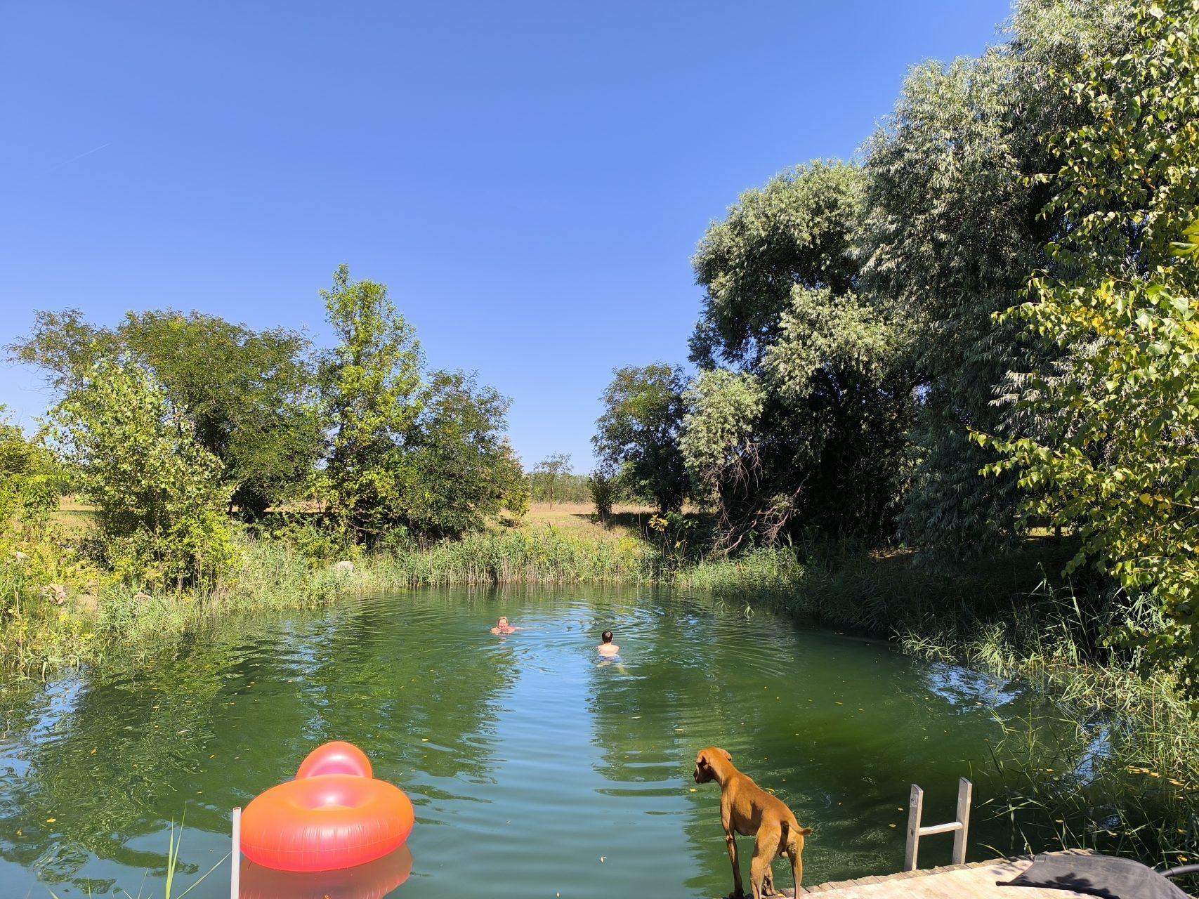 Swimming with the family dog watching from the dock