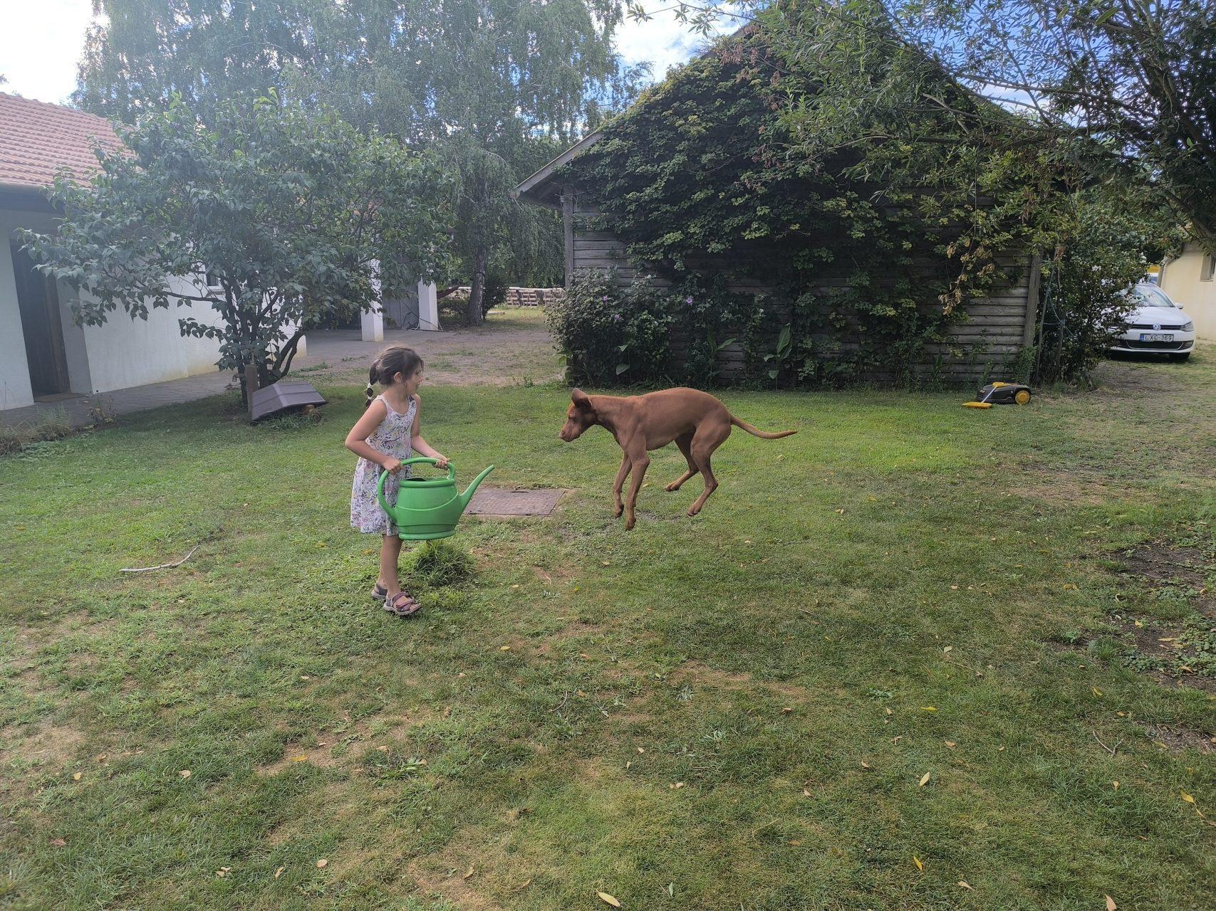 Children and pets playing freely on the safe, spacious grounds