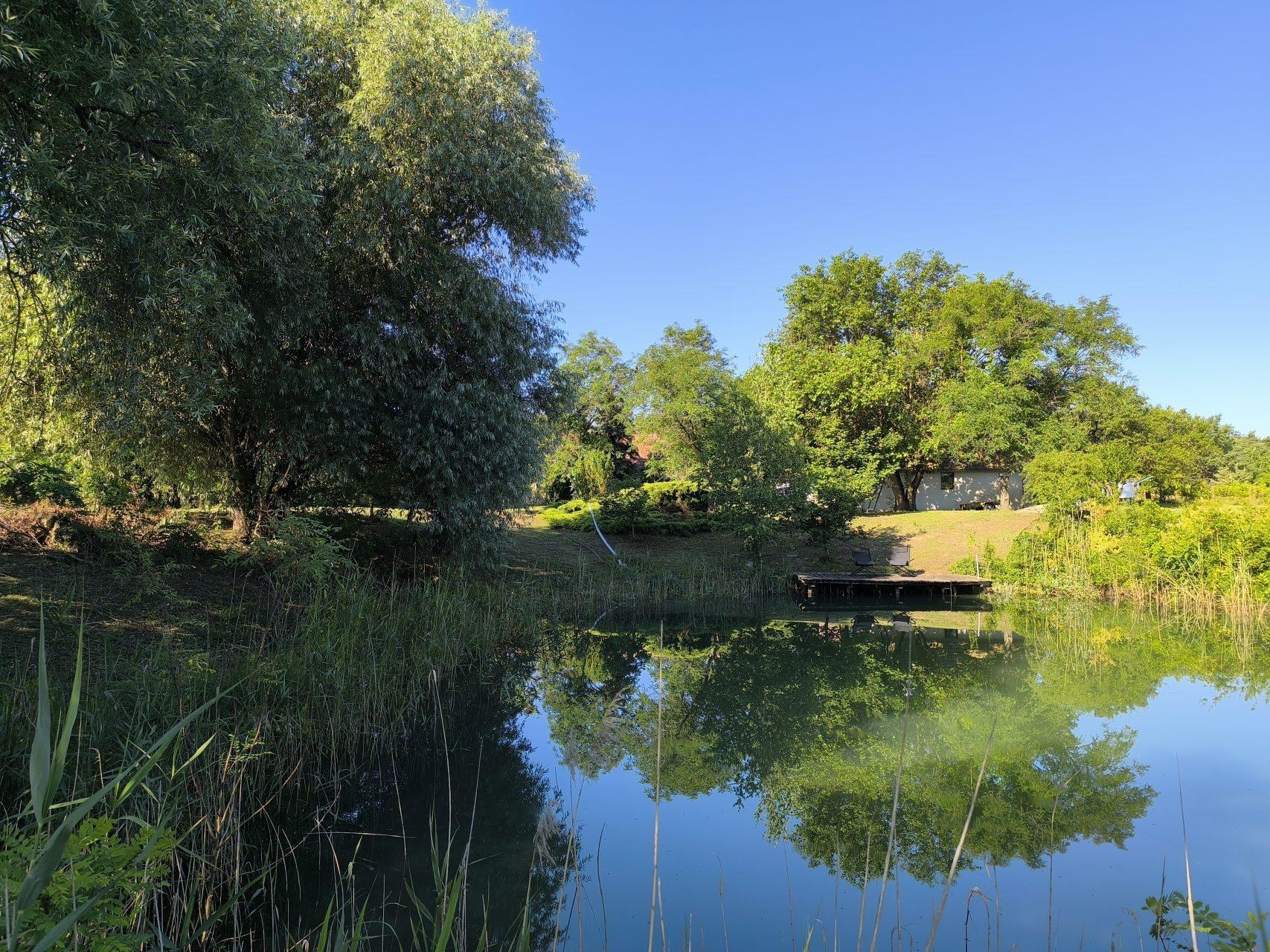 The tranquil pond reflecting ancient willows and clear blue sky