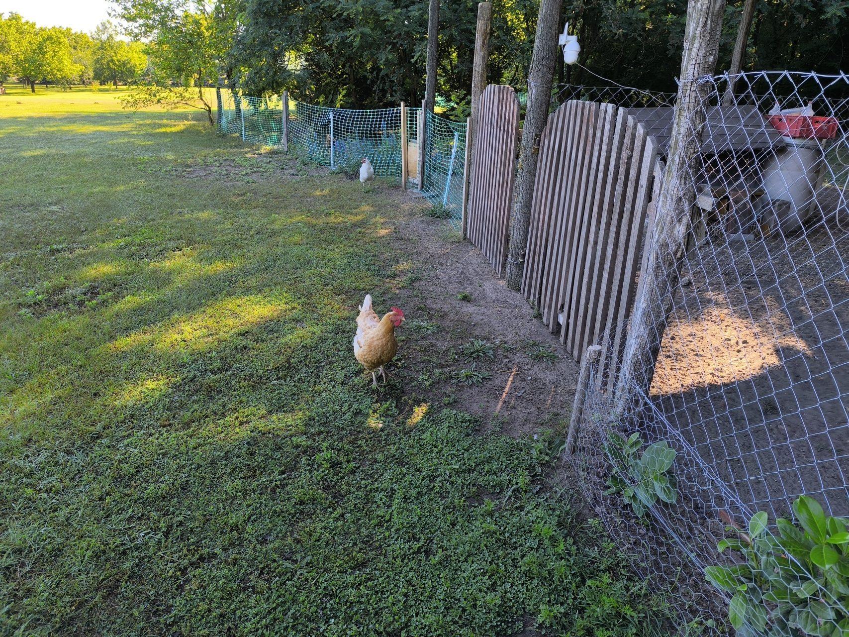 Free-range chickens roaming the farmyard