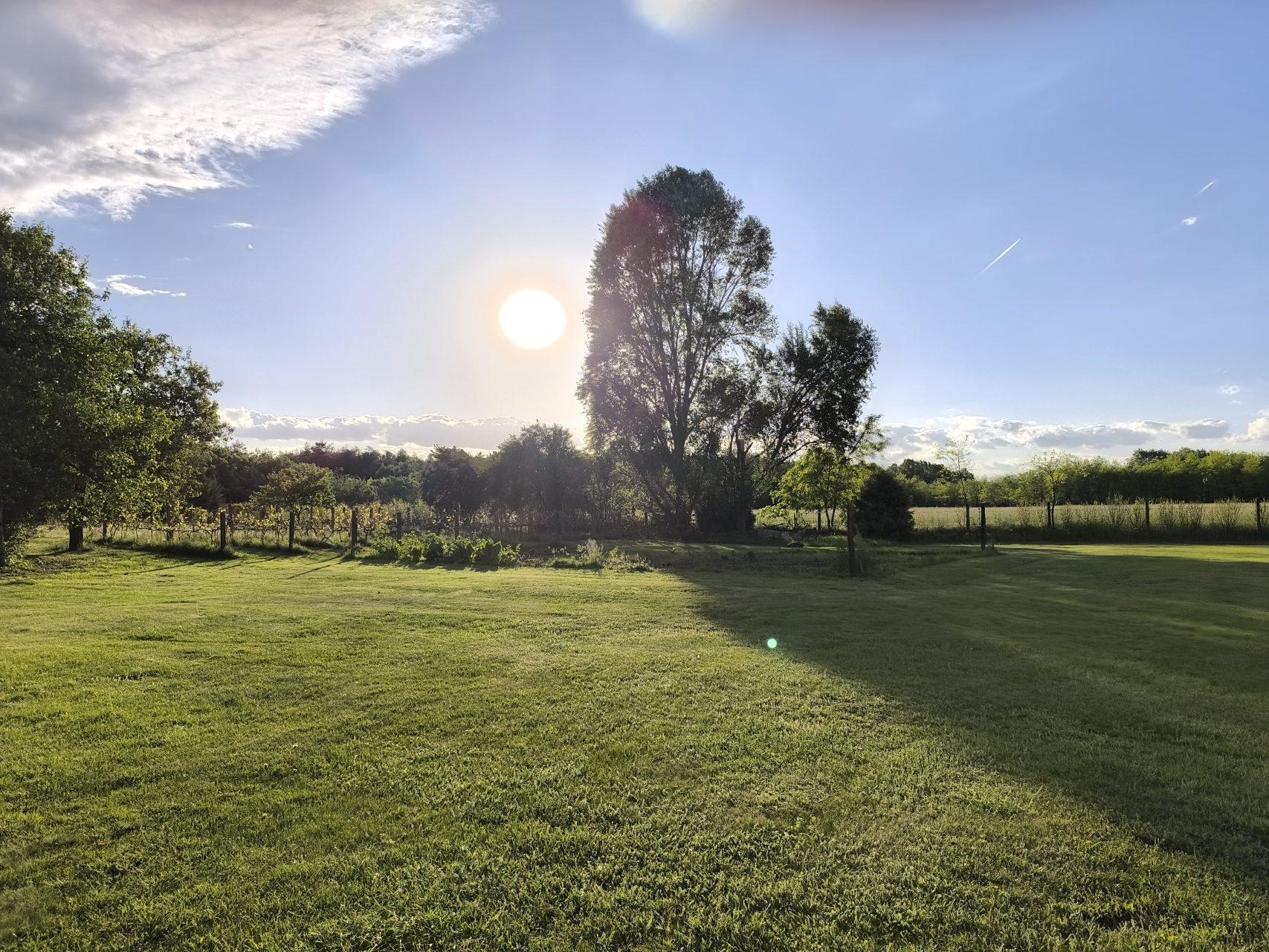 Golden evening light filtering through the birch trees